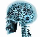 brain