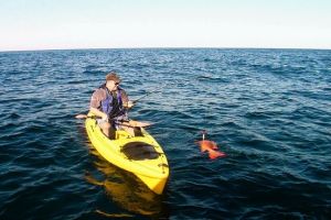 kayak fish shark