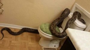 snake