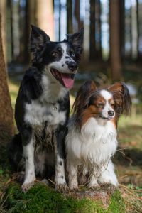 Two dogs sitting side by side