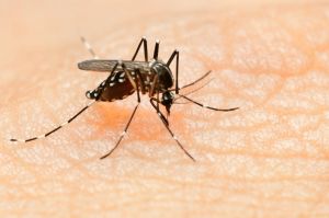 Dengue fever, Chikungunya virus and Zika virus.