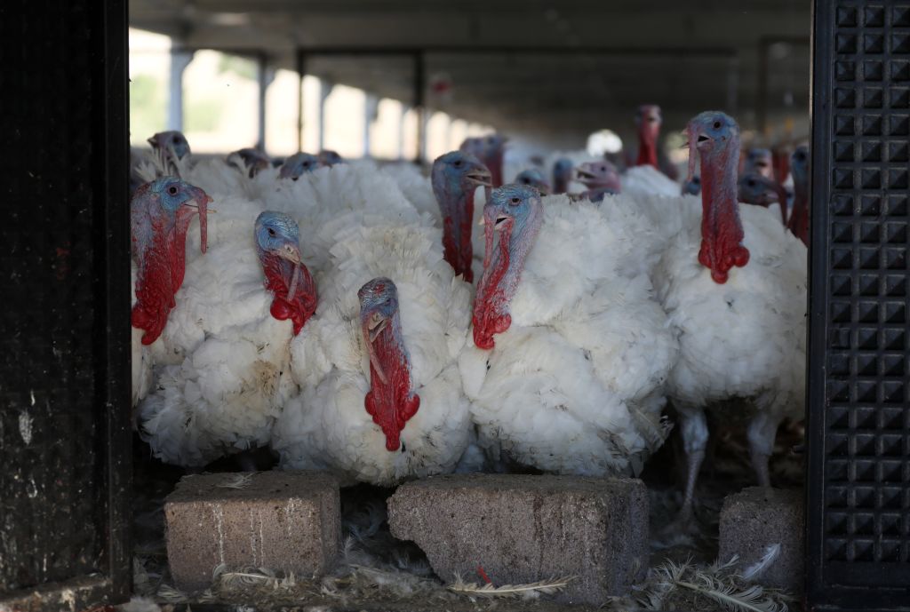 Turkeys