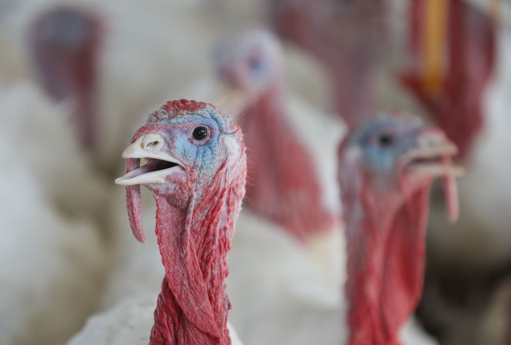 Turkeys