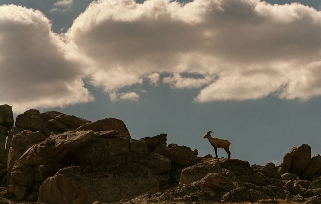 033301.AA.0805.bighorns5.AR Researchers suspect air pollution from major cities such as Los Angeles,